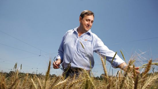 AI fast-tracking wheat heat tolerance gains