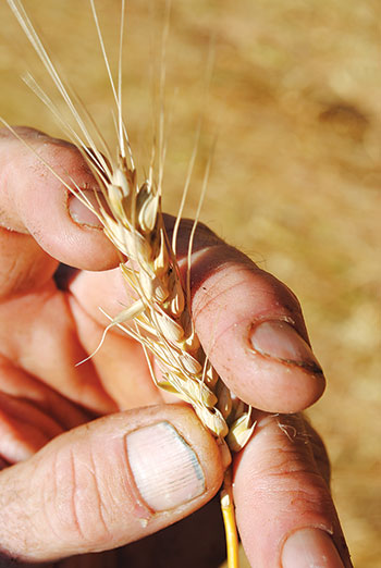 Hand holding wheat plant