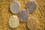 Pulse protein research to meet global demand