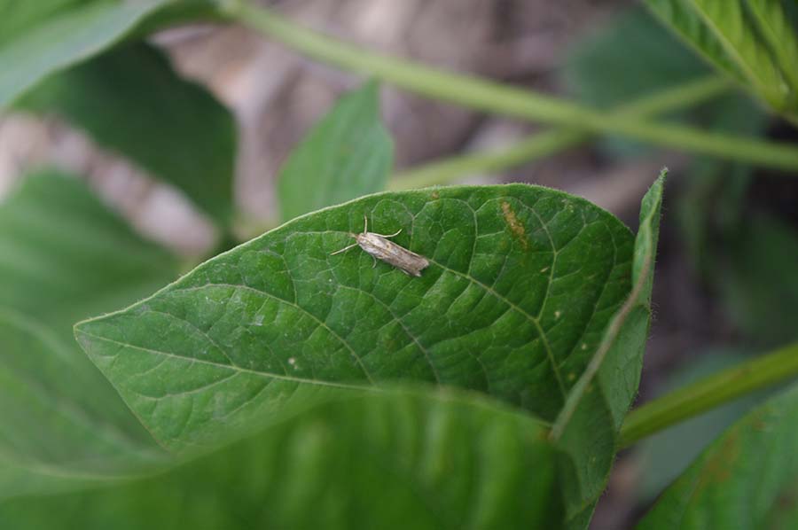 Moth on mungbeans