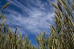 GRDC National Grower Network forums back in session