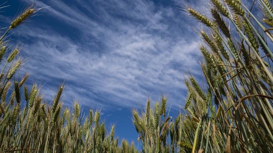 GRDC National Grower Network forums back in session