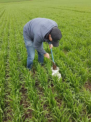 Soil and plant samples were taken to calibrate the crop sensors. PHOTO Dr Rob Bramley