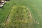 WA trials consider effectiveness of nitrogen placement on crop competitiveness