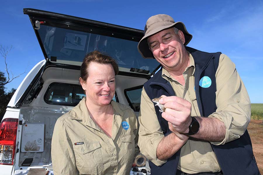 CSIRO researchers Wendy Ruscoe and Steve Henry recently completed a spring mouse monitoring exercise which found numbers to be low across the grain belt. 