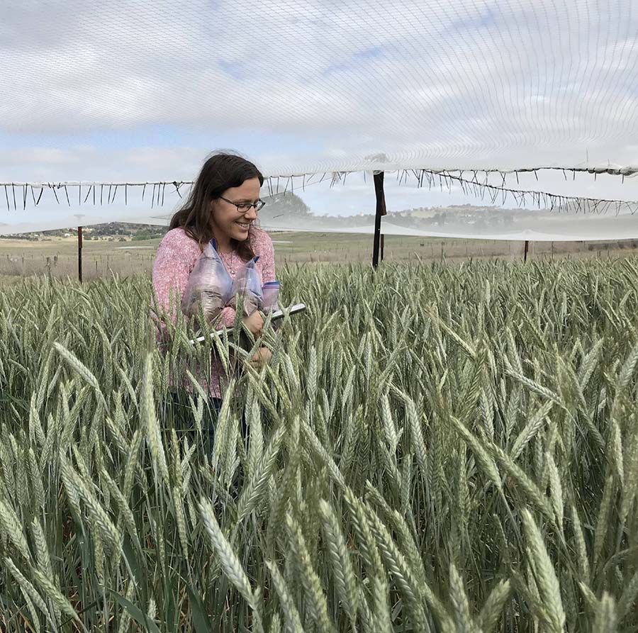 ANU and CSIRO PhD student Elizabeth Coonan checks triticale crops. PHOTO John Kirkegaard, CSIRO
