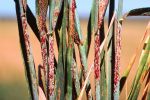 Stem rust control in wheat – a long-term success story