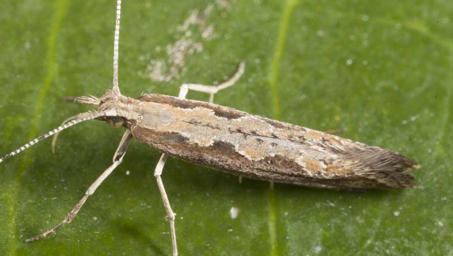 Diamondback moths