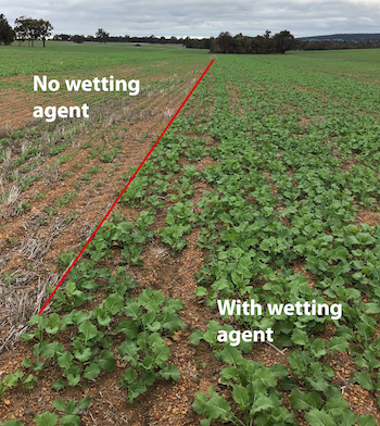 Wetting agents can improve crop establishment