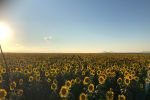 Workshops bring sunflowers back into the light