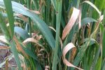 New research to focus on major wheat disease
