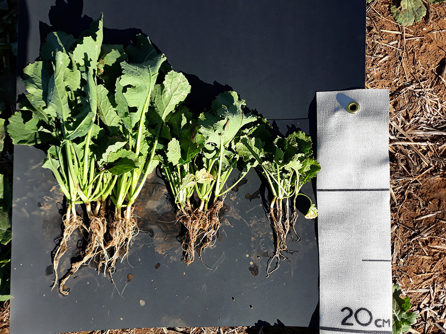 Molybdenum toxicity affecting canola plants. The smaller plants have not grown well because they were planted into a soil with a pH in calcium chloride above 5.5 in the zero to 20cm layer of soil.