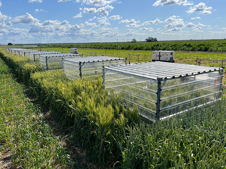 In-field heat chambers in a grassy field