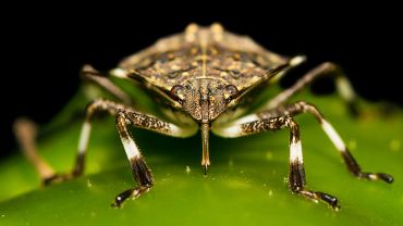 Do not let this stink bug hitch a ride