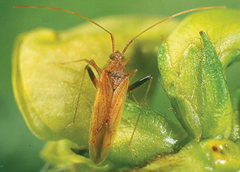 Brown mirid adult on a green leaf.