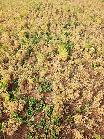 paddock of yellow weeds