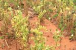 Overcoming acid soils