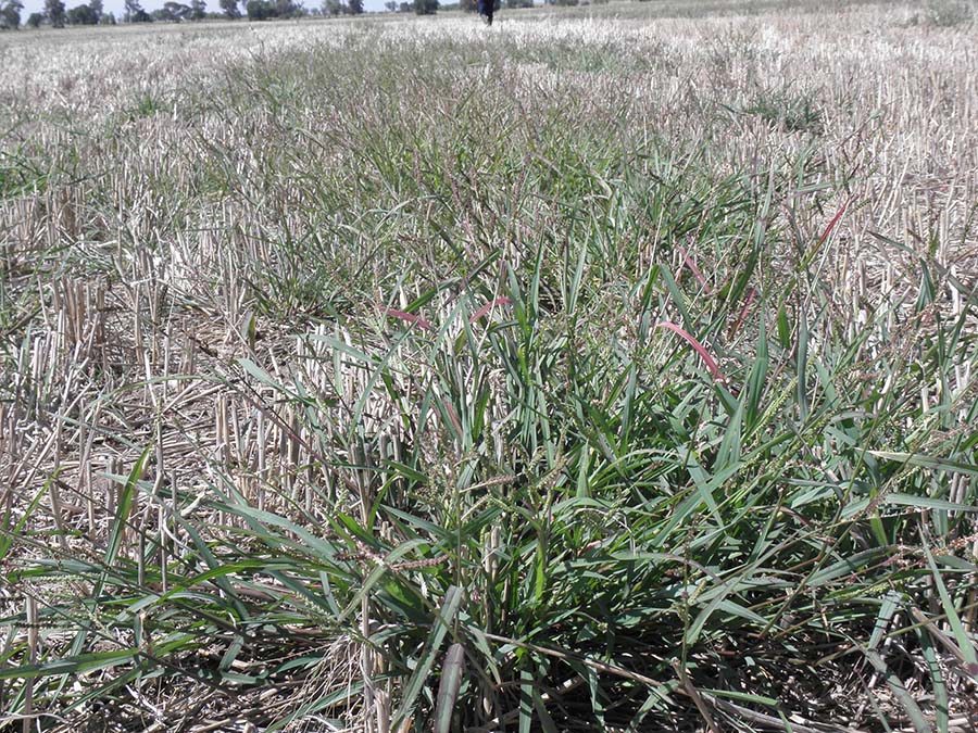 Glyphosate resistant awnless barnyard grass (Echinochloa colona). PHOTO Bill Davidson