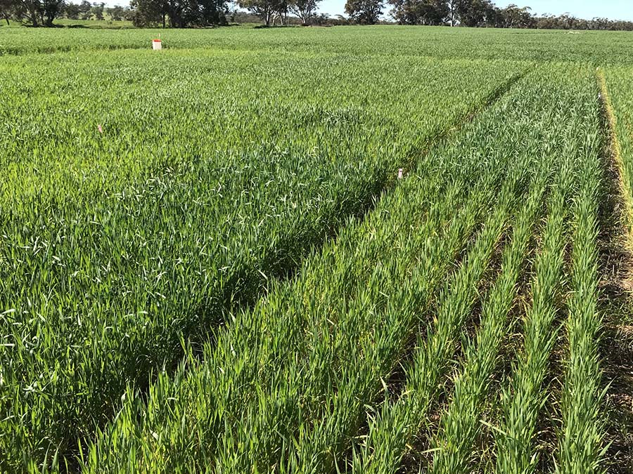 The greatest competition between crops and weeds is for nitrogen, so understanding the value and impact of this fertiliser input is an important component of integrated weed management. PHOTO AHRI 