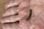 Growers urged to keep an eye out for fall armyworm in crops this season