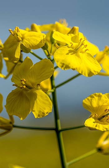 Early flowering crops are susceptible to upper canopy blackleg infection. PHOTO Nicole Baxter