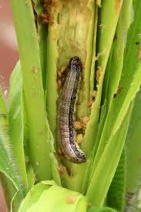Correct identification of fall armyworm will be crucial