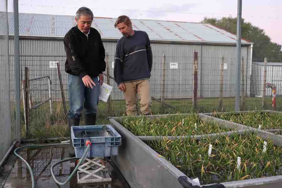 Researchers examining waterlogged barley plants in tank trials