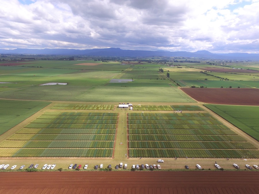 The main trial site for the hyper-yielding cereals project at Hagley, Tasmania