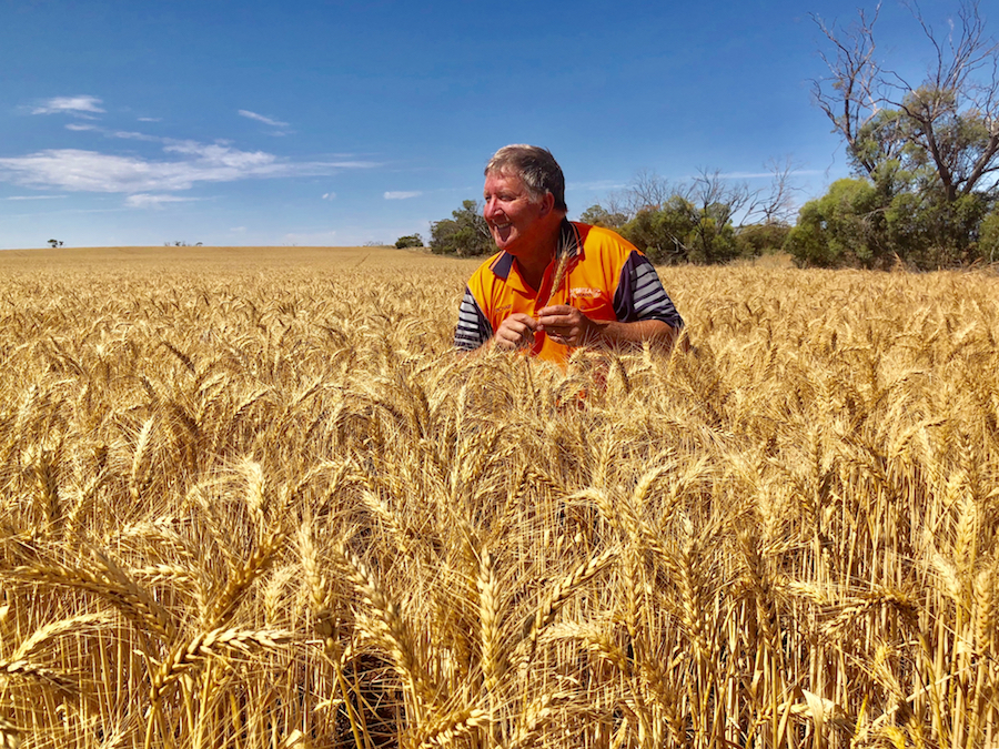 Richard Konzag in a wheat crop at Mallala, South Australia