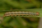 Differences in insecticide sensitivity shown in fall armyworm