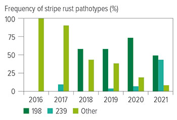 Graphic showing frequency of stripe rust pathotypes