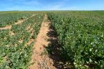 Soil amelioration a ‘little ripper’ for Mallee pulses