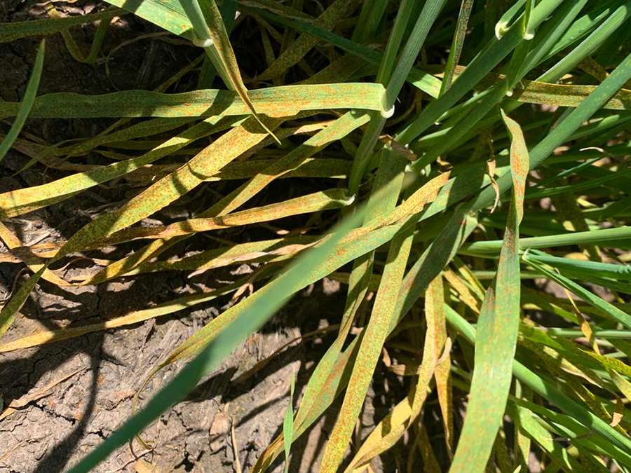 barley leaf rust