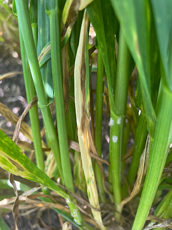 powdery mildew