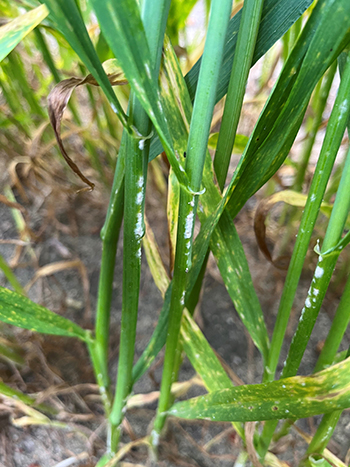 powdery mildew in Scepter wheat