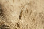 Genetically modified New Zealand clover being trialled in Australia