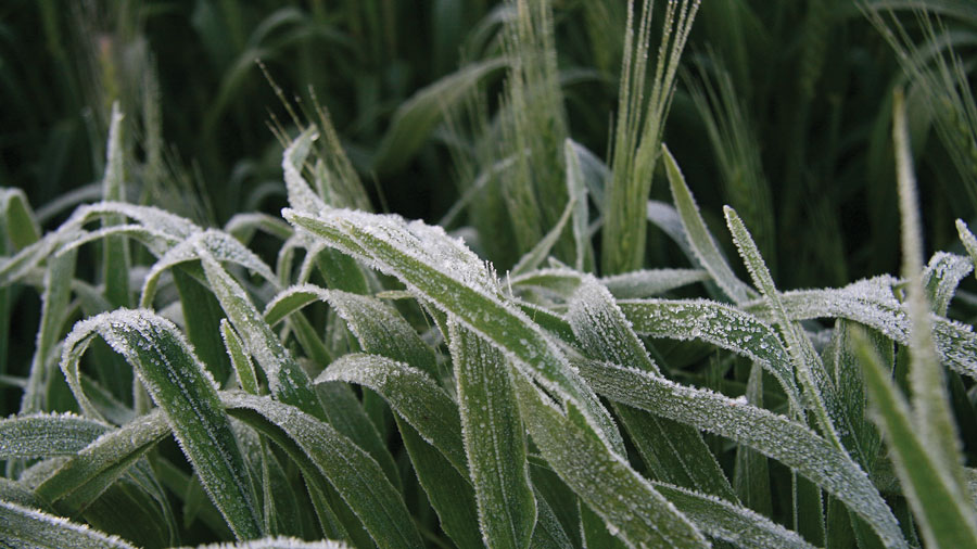 white frost on green wheat