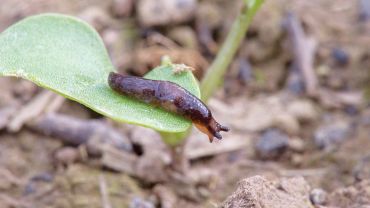 Long-term monitoring ‘vital’ for slug management