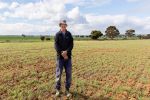 Chickpea optimism grows with breeding and market improvements