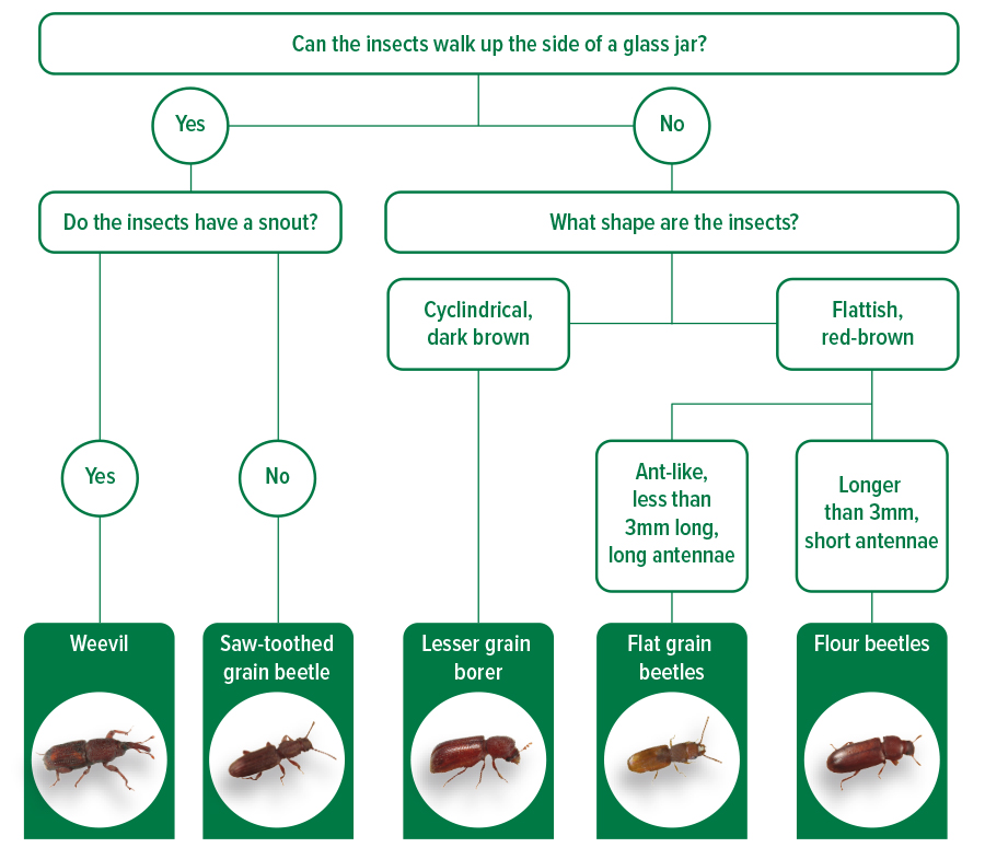 illustration with pests