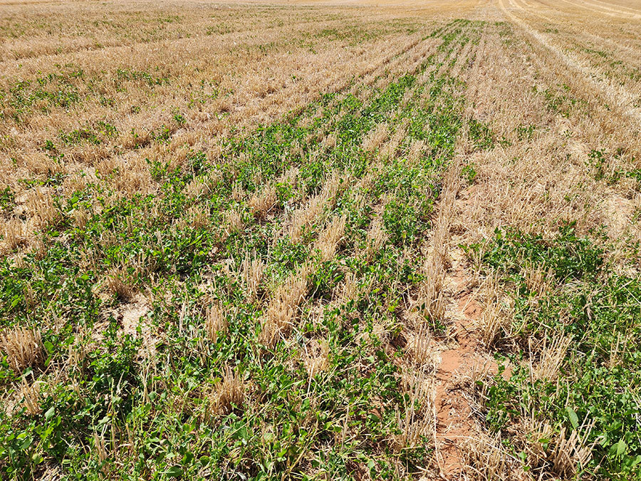 Large paddock of yellow and green weeds