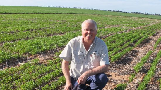 Herbicide and acid tolerance key to WA lentil growth