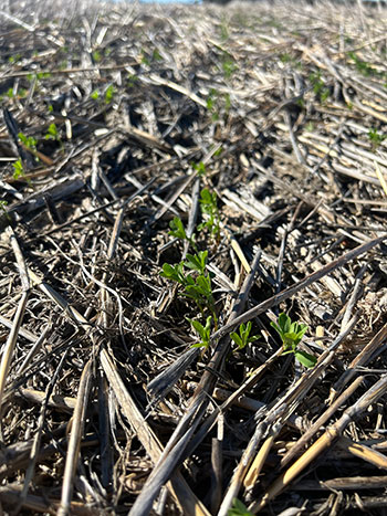 Small green plant in dry grass
