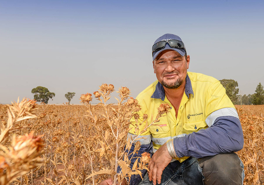 Warakirri Cropping assistant manager Jannie Human had a crop of super-high-oleic safflower harvested on 9 January near Lockhart, New South Wales. PHOTO Nicole Baxter