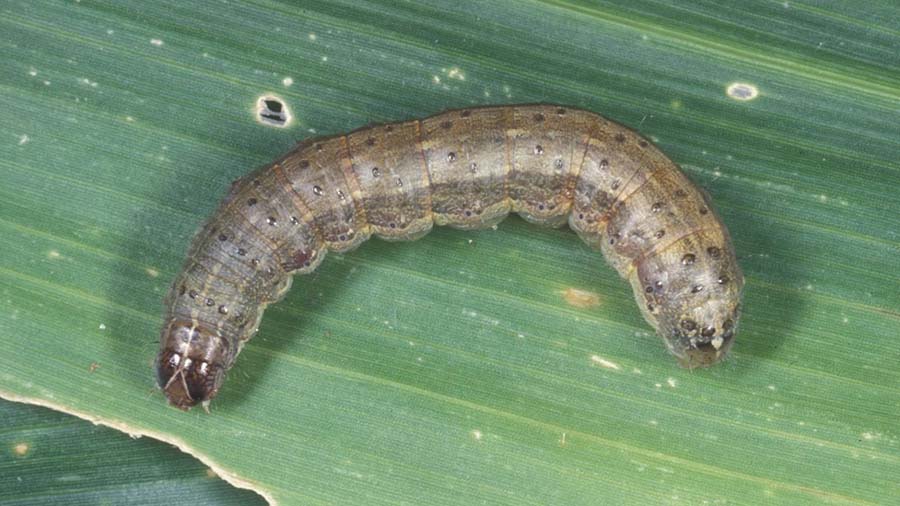 Correct identification of fall armyworm is a critical part of its management. The larvae of this pest change significantly in appearance as they grow (this picture is indicative only). PHOTO University of Florida