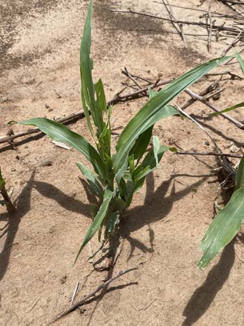 An example of the damage caused by fall armyworm. PHOTO DAF