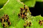 First case of mite resistance in Victoria provides a red flag to enact control