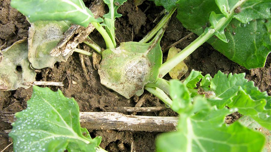 Blackleg infection in a canola crop. PHOTO GRDC