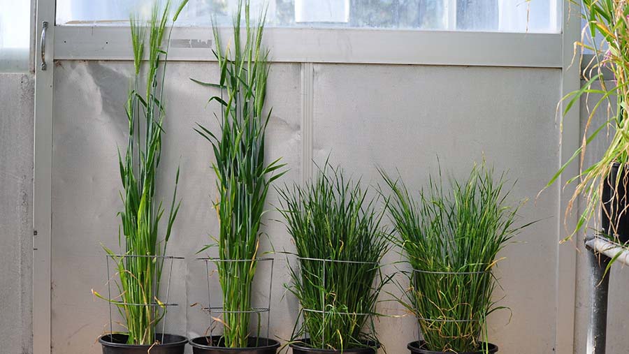 The sequencing of the barley pan genome will shed light on the genetic differences for higher yield potential between Vlamingh (PBR), left, and a mutant barley line, right. PHOTO Professor Chengdao Li