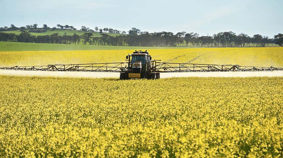 Research has shown the products used to manage sclerotinia may also minimise upper canopy blackleg infection. PHOTO Nicole Baxter